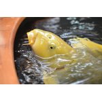Koi