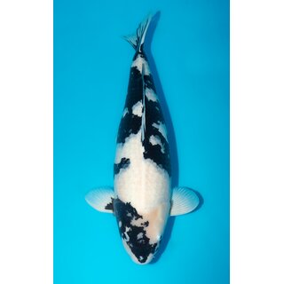 Omosako X1 VHQ / 5x Gewinner Koishow Shiro Utsuri 71cm...