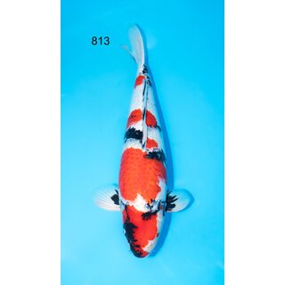 Dainichi HQ Showa 67cm Female geb 2020 / inkl....