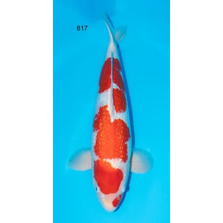 Dainichi HQ Ginrin Kohaku 68cm Female geb 2020 / inkl....