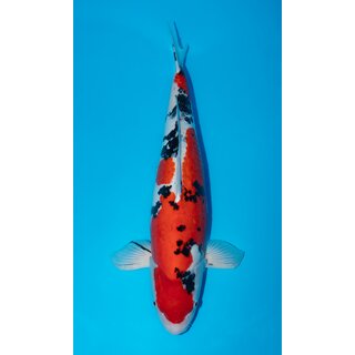 Kase VHQ / Showqualit�t Doitsu Sanke 68cm FEMALE geb. 2017