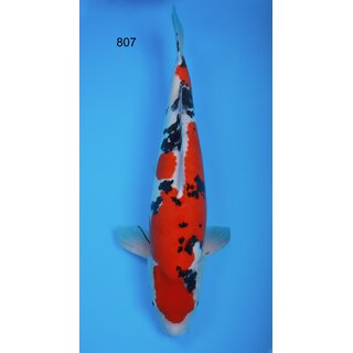 Kase VHQ / Showqualit�t Doitsu Sanke 68cm FEMALE geb. 2017