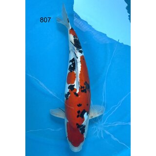 Kase VHQ / Showqualit�t Doitsu Sanke 68cm FEMALE geb. 2017