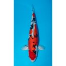 Kase VHQ / Showqualit�t Doitsu Sanke 68cm FEMALE geb. 2017