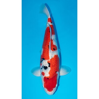 Tamaura Highgrade / Showclass Sanke ca.73cm Female geb. 2019