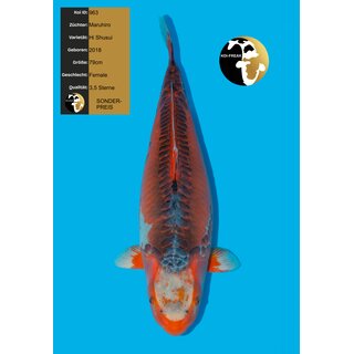 Maruhiro High Quality Hi Shusui Female 79cm geb. 2018 -...