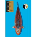 Maruhiro High Quality Hi Shusui Female 79cm geb. 2018 -...