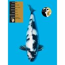 Omosako High Quality Shiro Utsuri 67cm Female geb. 2020 -...