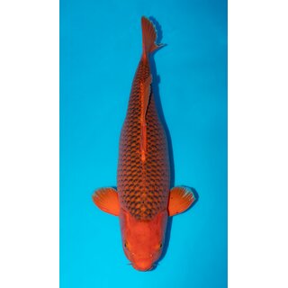 Otsuka 4x Showgewinner Gyakume Aka Matsuba ca.76cm Female...