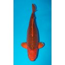Otsuka 4x Showgewinner Gyakume Aka Matsuba ca.76cm Female...