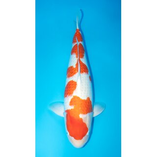 Dainichi Kohaku VHQ / Showgewinner Female 78cm geb. 2019...