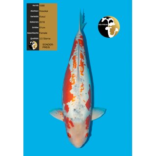 Hosokai VHQ Kosui 81cm FEMALE geb. 2018 Azukari Koi -...
