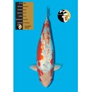 Hosokai VHQ Kosui 81cm FEMALE geb. 2018 Azukari Koi -...