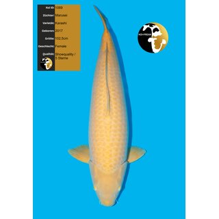 Marusei VHQ / Showgewinner Karashi 102,5cm Female geb. 2017