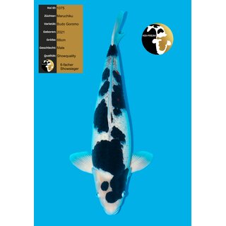 Maruchiku VHQ / Showquality Budo Goromo 66cm 7x...