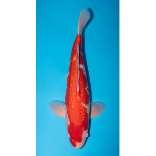 Maruyama Ginrin Kohaku 61cm Male / geb 2020