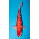 Maruyama Ginrin Kohaku 61cm Male / geb 2020