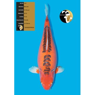 Marusei High Quality Hi Shusui 71cm Female geb. 2019 -...
