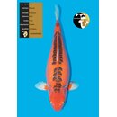 Marusei High Quality Hi Shusui 71cm Female geb. 2019 -...