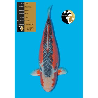 Maruhiro VHQ / Showgewinner Shusui FEMALE 77cm geb. 2019...