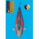 Maruhiro VHQ / Showgewinner Shusui FEMALE 77cm geb. 2019...