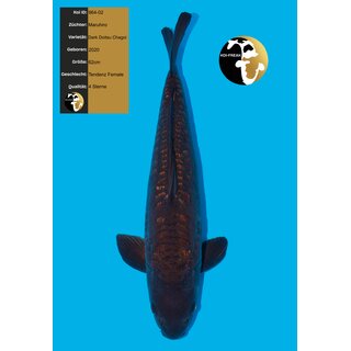 Maruhiro Dark Doitsu Chagoi High Quality FEMALE 62cm geb....