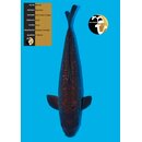 Maruhiro Dark Doitsu Chagoi High Quality FEMALE 62cm geb....