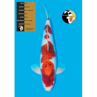 Marushin Top Ginrin Goromo 55cm Female geb. 2021