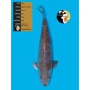 Sakai SFF High Quality Kawari 61cm Male geb. 2021 -...