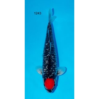 Abe VHQ / Showquality Tancho Goshiki 56cm geb. 2021