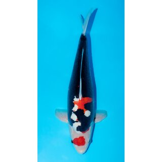 Seijuro Beni Kumonryu VHQ / 2x Showgewinner 58cm FEMALE...