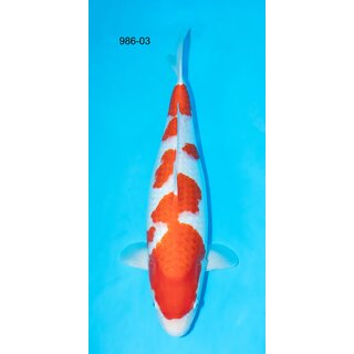 Nogami VHQ / Showquality Kohaku 64cm FEMALE geb. 2020