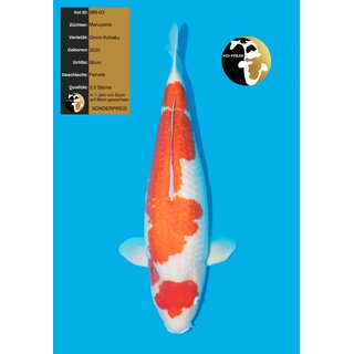 Maruyama High Quality Ginrin Kohaku 66cm FEMALE geb. 2020...