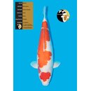 Maruyama High Quality Ginrin Kohaku 66cm FEMALE geb. 2020...