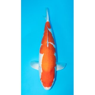 Momotaro High Quality Kohaku Female 74cm geb. 2020 inkl....