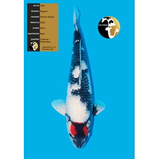 Nogami Tancho Showa Highclass / Showqualit�t 62cm geb. 2022