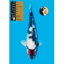 Nogami Tancho Showa Highclass / Showqualit�t 62cm geb. 2022