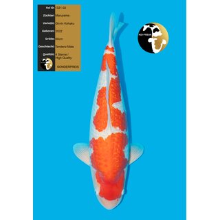 Maruyama VHQ Ginrin Kohaku MALE 60cm geb. 2022 / SONDERPREIS