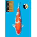 Maruyama VHQ Ginrin Kohaku MALE 60cm geb. 2022 / SONDERPREIS
