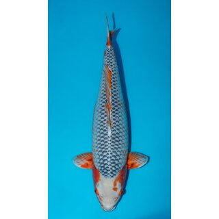 Otsuka VHQ Gyakume Asagi 77cm FEMALE geb. 2021