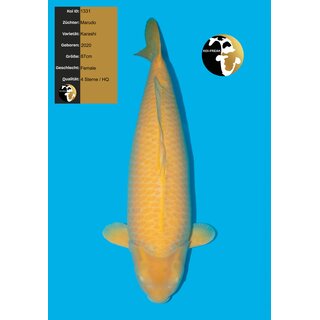 Marudo High Quality Karashi 87cm Female geb. 2020 Jumbo Koi