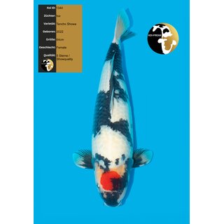 Isa Highclass / Showquality Tancho Showa 64cm Female geb....