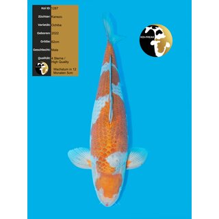 Kanezo High Quality Ochiba Shigure 62cm geb. 2022 -...