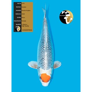 Kaneko High Quality Tancho Kujaku FEMALE 54cm geb. 2022 -...