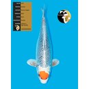 Kaneko High Quality Tancho Kujaku FEMALE 54cm geb. 2022 -...