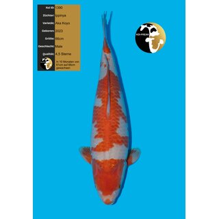 Ippinya VHQ / Showquality Aka Koyo 66cm geb. 2023 RARIT�T...
