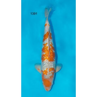 Ippinya VHQ / Showquality Ginrin Lemon Koyo 58cm geb....