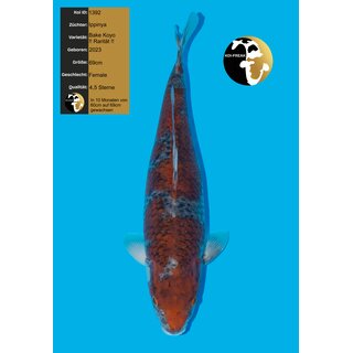 Ippinya VHQ / Showquality Bake Koyo 69cm FEMALE geb. 2023...
