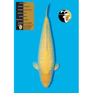 Taniguchi VHQ / Showquality GOLDEN CORN 69cm FEMALE geb....