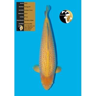 Taniguchi VHQ / Showquality GOLDEN CORN 67cm geb. 2023...